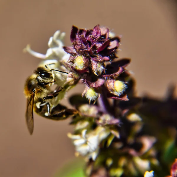 Селективный Снимок Маленькой Пчелы Опыляющей Красивый Белый Цветок Саду — стоковое фото