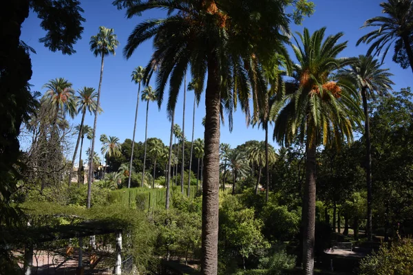 Molte Palme Verdi Estate — Foto Stock