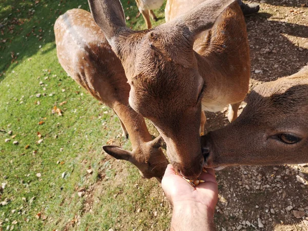 Male Hand Feeding Group Female Fallow Deer National Park Abruzzo — Stock fotografie