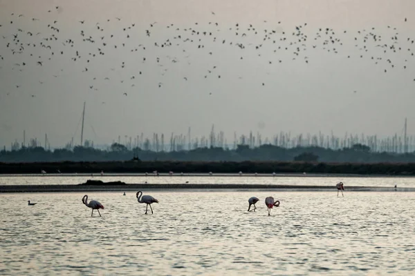 Piękne Ujęcie Słodkich Flamingów Wewnątrz Wody Plaży — Zdjęcie stockowe