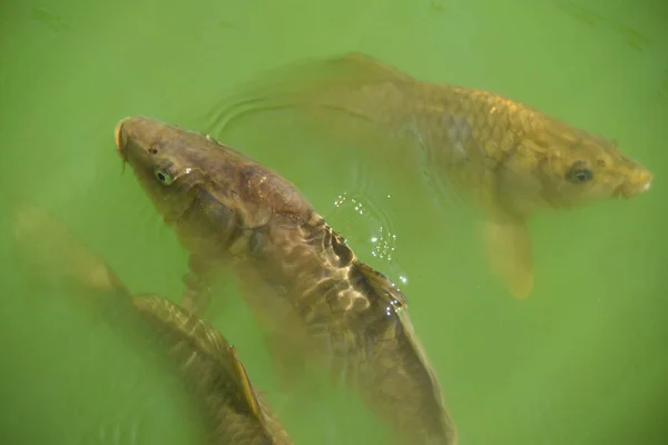 緑の水の中で泳ぐ魚の高角度ショット — ストック写真