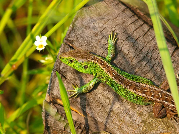 Male Sand Lizard Crawling Rough Surface Lacerta Agilis Austria — Fotografia de Stock