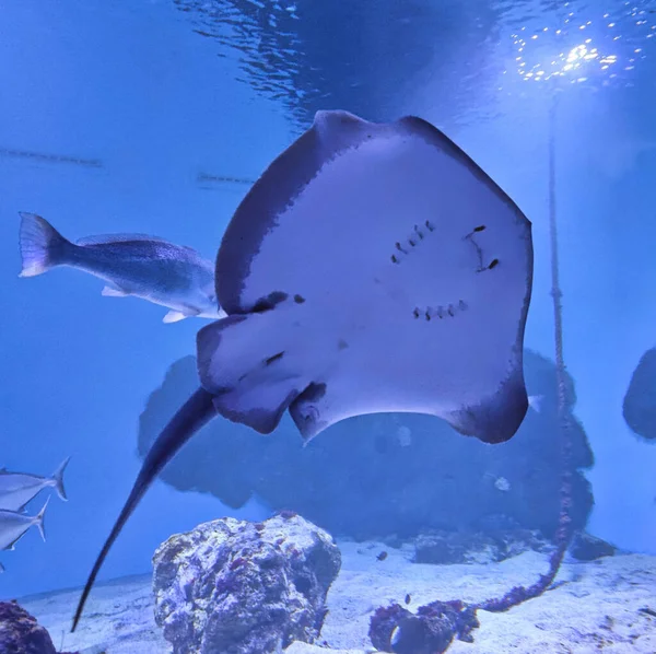 Closeup Shot Sting Ray Swimming Sea Water Other Fishes Background — Stock Photo, Image