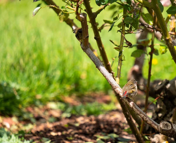 森の中の木の枝に鳥のクローズアップショット — ストック写真