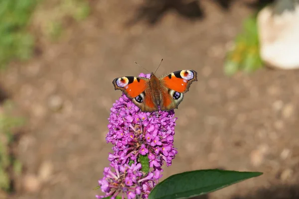 European Peacock Butterfly Perched Lilac Flower — Stock Fotó