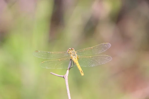Beautiful Macro Shot Dragonfly Tree Branch Blurred Background — Zdjęcie stockowe