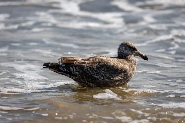 Une Mouette Bord Mer Beach Rockaway New York Usa — Photo