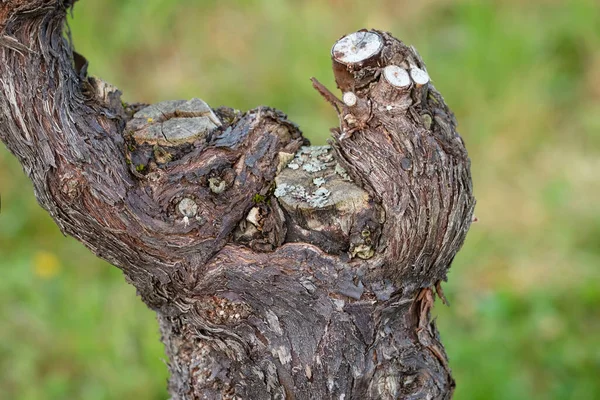 Selective Focus Old Weathered Vine Tree Bark — Stock Photo, Image