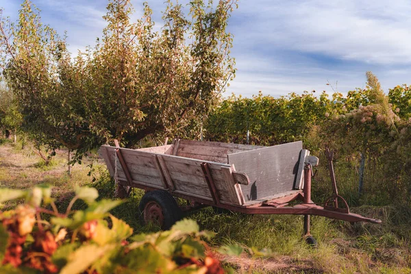 Ein Leerer Holzwagen Vor Den Weinreben Unter Blauem Bewölkten Himmel — Stockfoto