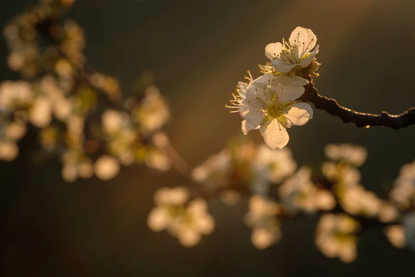 Eine Selektive Fokusaufnahme Weißer Blüten Eines Apfelbaums Frühling — Stockfoto