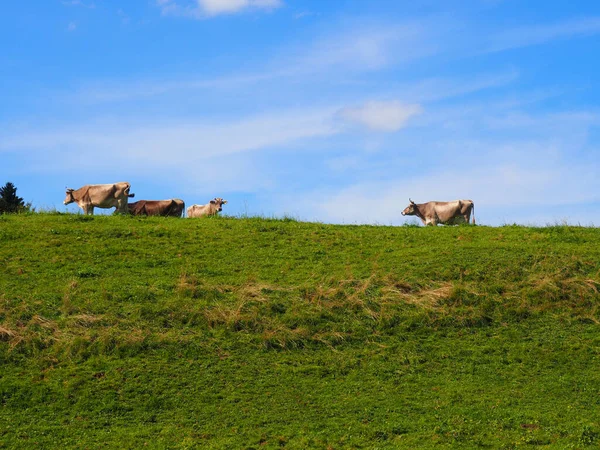 Vacas Pasto Perto Schwangau Baviera Dia Ensolarado Verão Com Céu — Fotografia de Stock