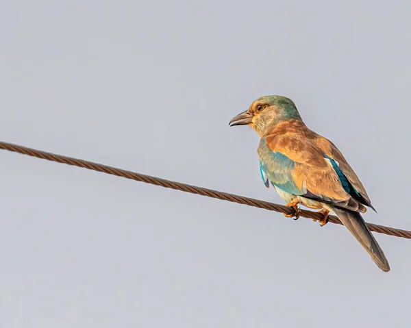 Selective Focus Shot European Roller Perched Wire Outdoor — стоковое фото