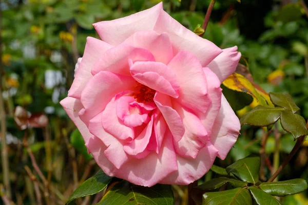 Una Rosa Cultivada Jardín — Foto de Stock