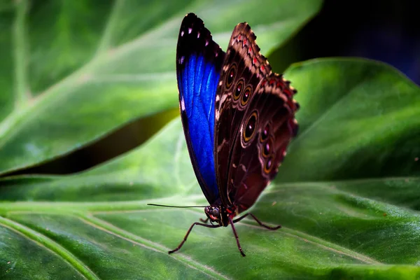 Closeup Shot Morpho Butterfly Perched Leaf Blurred Background — Stockfoto