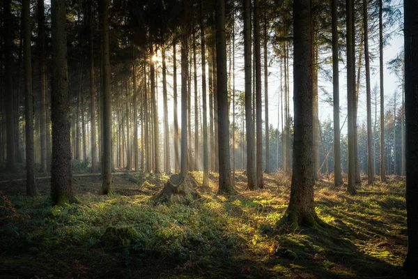 Scenic View Coniferous Forest Clearing Sunlight Back — 스톡 사진