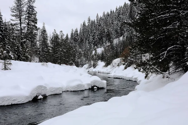 Piękne Ujęcie Lasu Zimą Ciągu Dnia — Zdjęcie stockowe