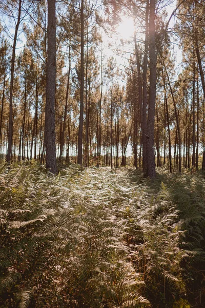 Vertikální Záběr Krásného Lesa Vysokými Zelenými Stromy Proti Modré Obloze — Stock fotografie