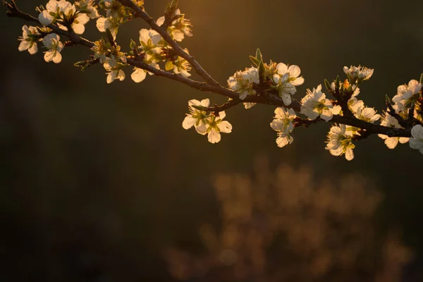 Selective Focus Blossomed Flowers Apple Tree — стоковое фото