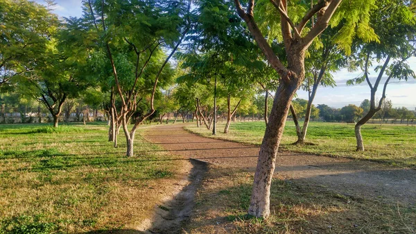 Una Vista Naturale Alberi Autunnali Entrambi Lati Sentiero Parco — Foto Stock