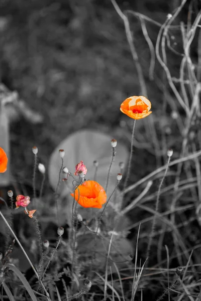 Çimen Turuncu Çiçeklerin Gri Tonuyla Bulanık Arkaplan Arasında — Stok fotoğraf