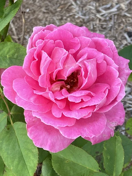 Top View Macro Shot Beautiful Pink Rose Flower Garden Background — Zdjęcie stockowe