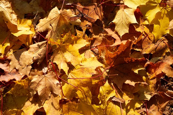 Ein Schöner Schuss Herbstblätter — Stockfoto