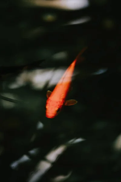 Pond Koi Fish Reflection Trees — Zdjęcie stockowe