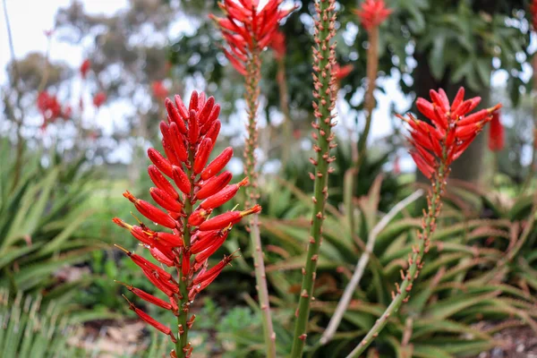 Selektivní Ostření Záběr Aloe Květin — Stock fotografie