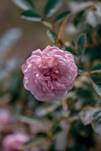 Close Uma Bela Rosa Rosa Jardim Botânico Iasi Romênia — Fotografia de Stock