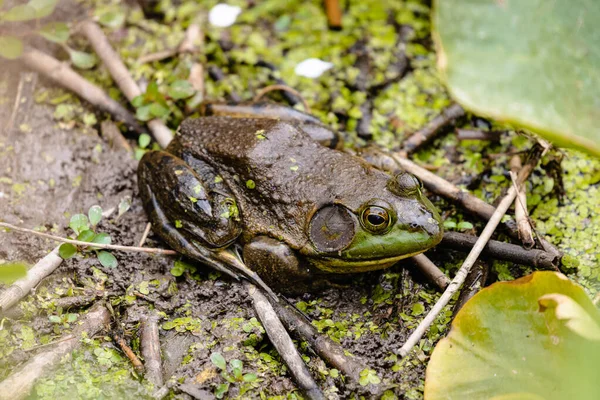 Green Frog Side Pond Ernest Oros Wildlife Preserve Avenel New — Fotografia de Stock