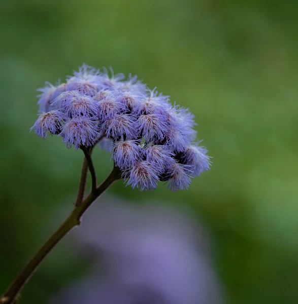 Closeup Shot Purple Flower Forest Blurred Background — Stock fotografie