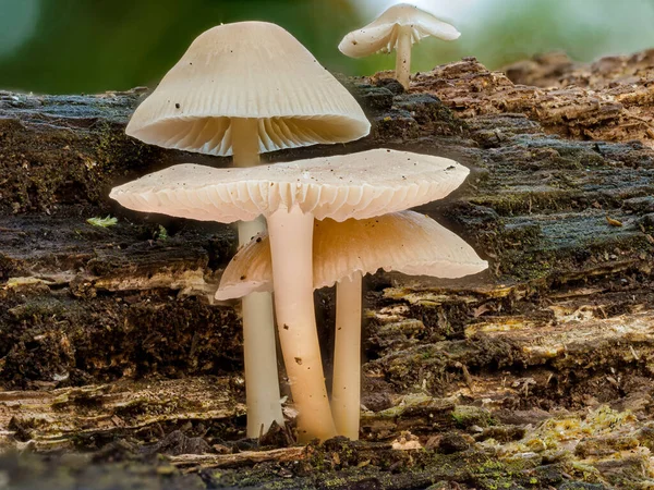 野生蘑菇的特写镜头 — 图库照片