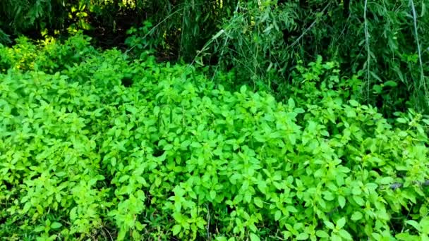 Зеленый Цвет Травы — стоковое видео