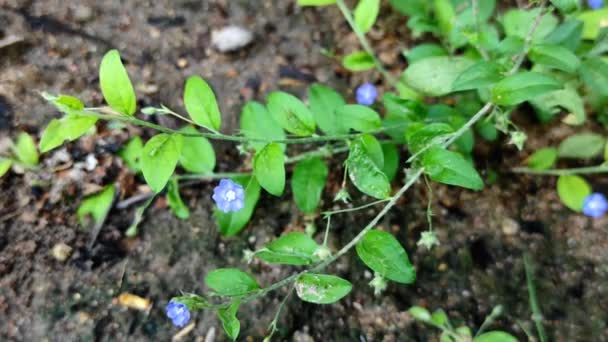 Primer Plano Una Planta Verde Con Una Pequeña Flor Blanca — Vídeos de Stock