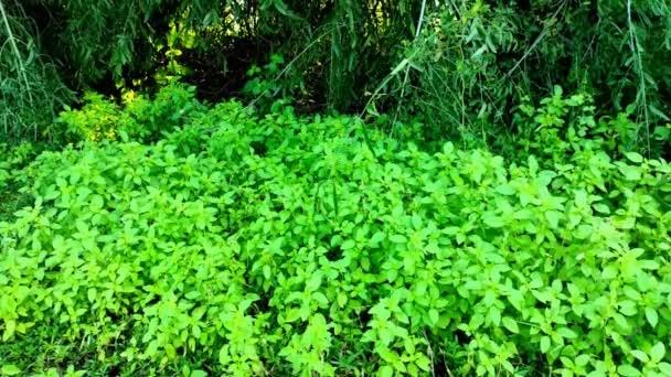 Padrão Folhas Verdes Com Musgo — Vídeo de Stock