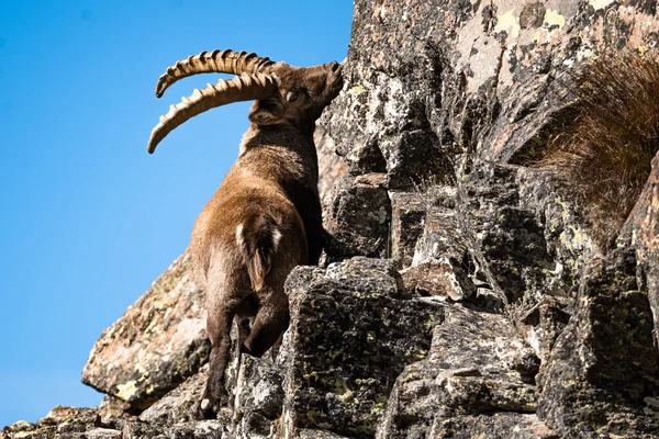 Egy Vad Ibex Mászik Sziklás Hegyekben — Stock Fotó