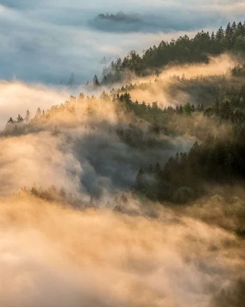 Raggi Del Sole Che Cadono Vegetazione Crescente Una Foresta — Foto Stock