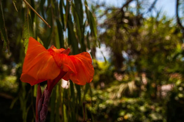 Gros Plan Une Fleur Pavot Rouge Dans Paysage Tropical — Photo