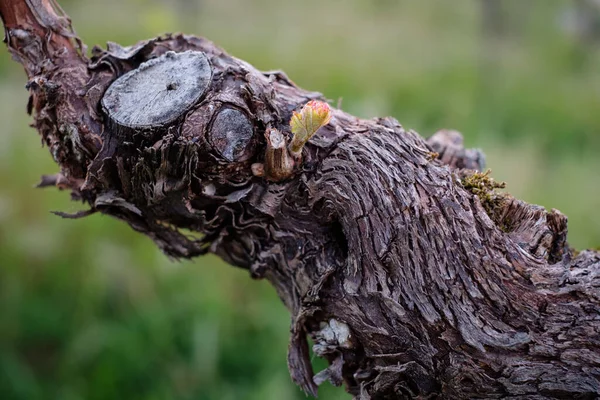 Selective Focus Old Weathered Vine Tree Bark — Stock Photo, Image