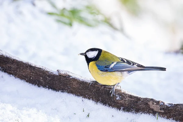 Ein Blick Auf Einen Parus Major Auf Einem Ast Schnee — Stockfoto