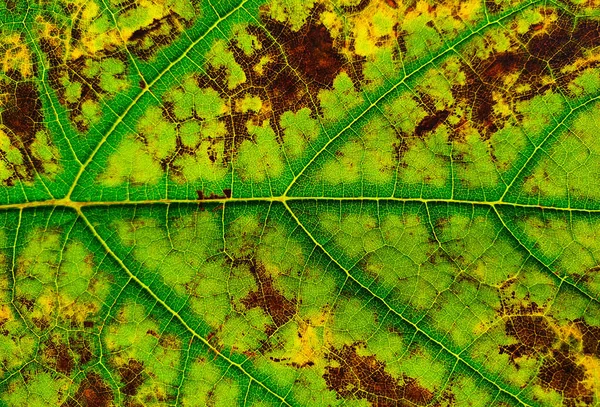 Closeup Green Leaf Brown Spots — Stockfoto