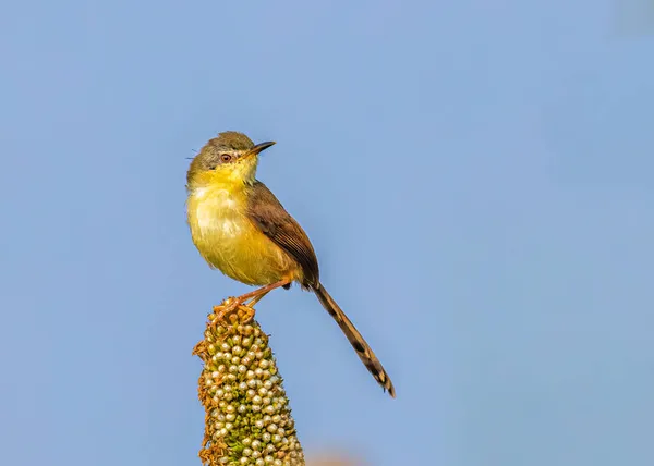 一只灰蒙蒙的王子鸟栖息在田野里的小米棒上的选择性聚焦镜头 — 图库照片