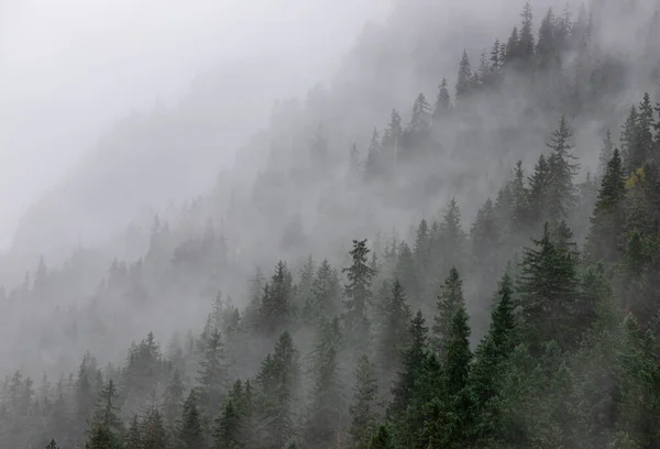 在雾中的山坡上有树木的轮廓的风景 — 图库照片