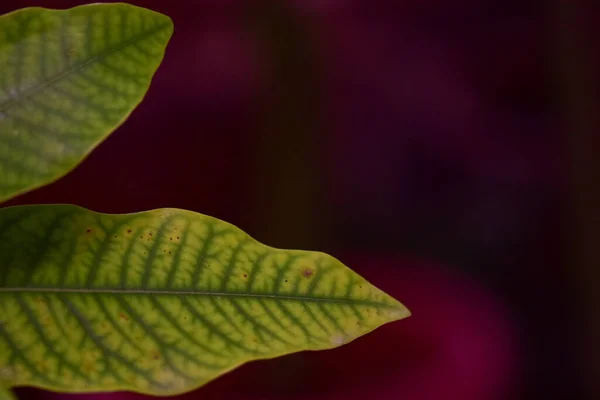Closeup Phellodendron Amurense Leaves Dark Blurry Background — Photo