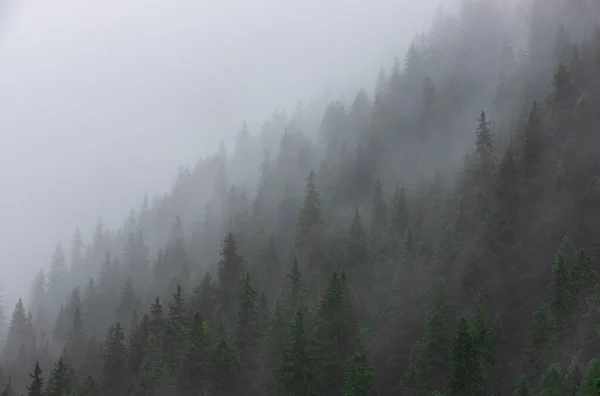 Mountain Slope Coniferous Trees Fog — Stock fotografie