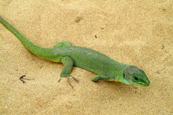 Balkan Green Lizard Crawling Sand Croatia — стоковое фото