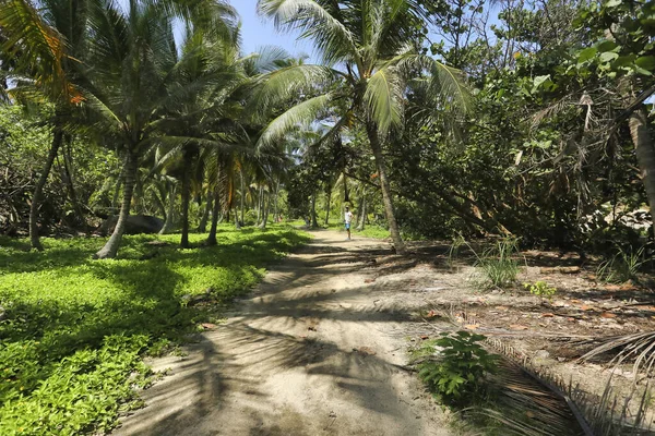 一个满是棕榈树的公园的美丽景色 — 图库照片