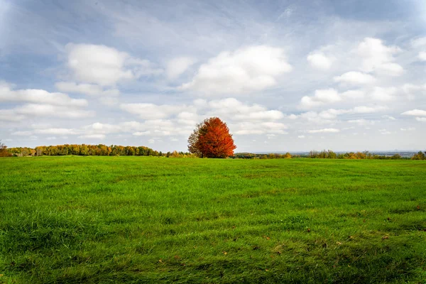 Osamělý Červený Podzimní Strom Poli — Stock fotografie