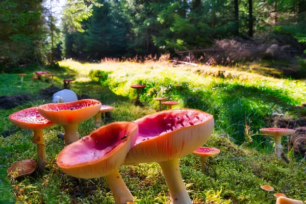 Macro Shot Russula Mushrooms Green Forest — Foto de Stock