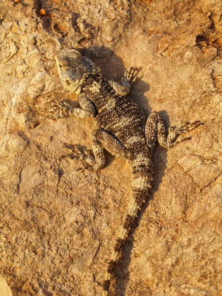 Laudakia Stellio Lizard Crawling Rock — Stockfoto